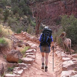 Bighorn Ram on the Bright Angel Trail