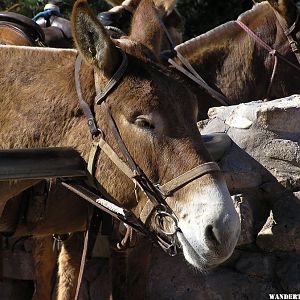 Mules for the Bright Angel Trail