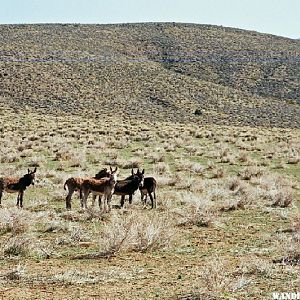 Wild Burros in South Park near Butte Valley