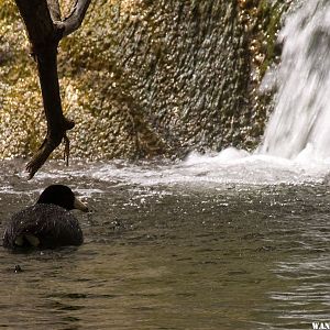 American Coot at the Base of Darwin Falls