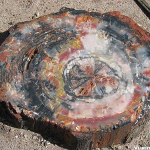 Petrified Log