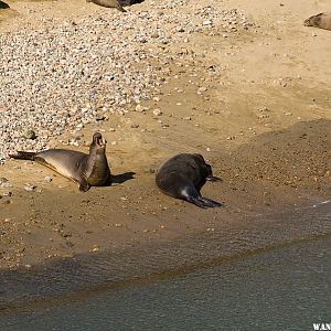 Elephant Seals at Point Reyes