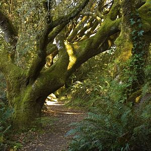 Trail From Heart's Desire Beach