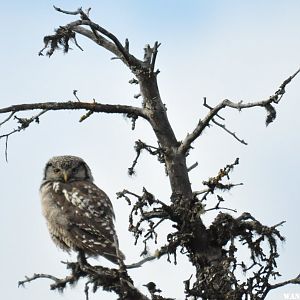 northern Hawk Owl spent the night in our camp