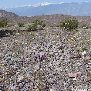 Wildflowers Along  The Echo Canyon Trail