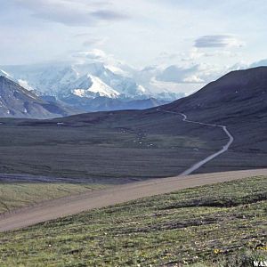 The Denali Park Road