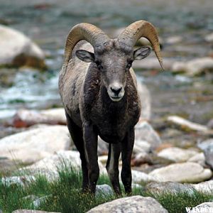 Jones Hole Creek BIghorn