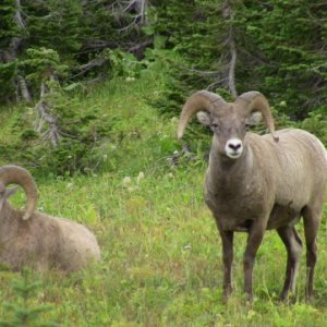 Glacier NP Rams 2