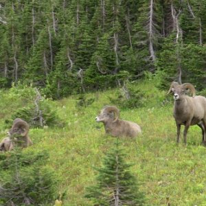 Glacier NP Rams 4