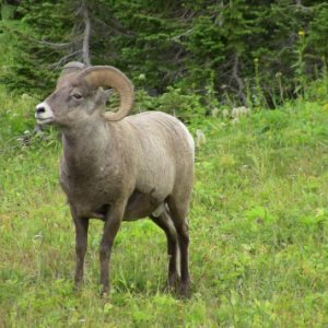 Glacier NP Rams 5