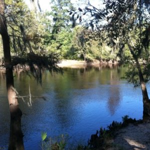 Edisto River, 50 yards from the campsite.