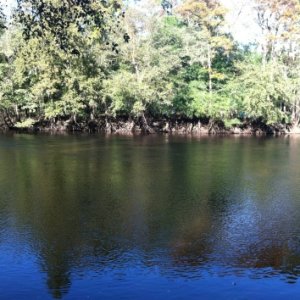 Edisto River, 50 yards from the campsite.