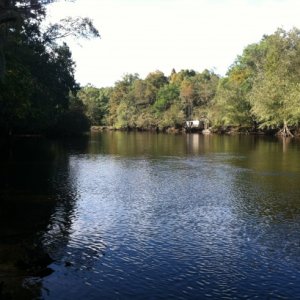 Edisto River, 50 yards from the campsite.