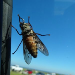 The Horse Flies were everywhere while camping in September 2014