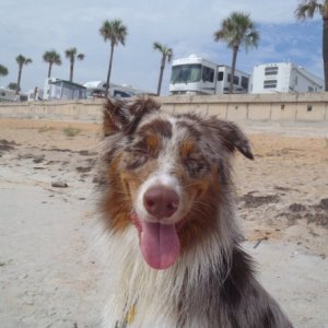 Dog friendly beach! My goofball puppy, with the sea wall behind him.