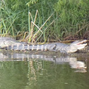 Myakka River SP, April '14