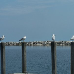 Protectors of the Harrisville Harbour