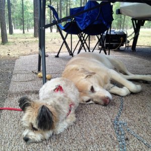 Tired campers, Max and Biscuit