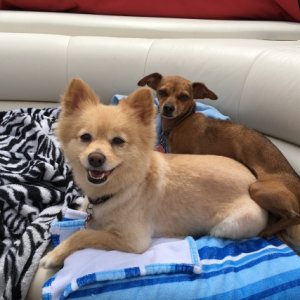 Layla and Macy on the Pontoon