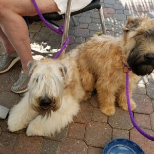 two of three Wheaten show dogs