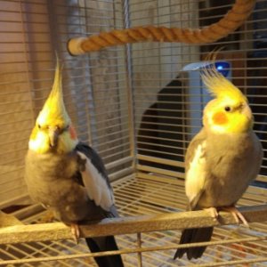 Coco & Cinnamon, twin cockatiel brothers