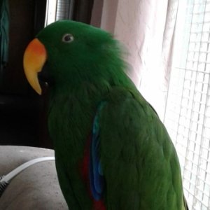 Mylo, eclectus