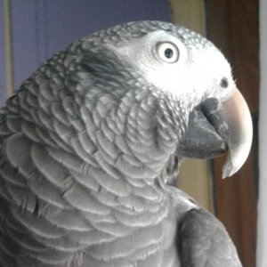 Puff, african grey