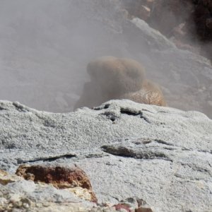 Spotted  E T hiding in Geyser Basin deep in Yellowstone