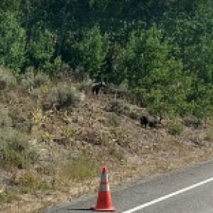 Road cone dies from viscous bear cub attacks.