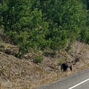 Bear Cub  attacks road cone.