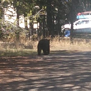 Young Grizzly walking through our camp site looking for mama.