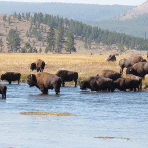 Yep they do have a few Bison in and around Yellowstone.