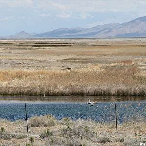 Fish Springs NWR - On the Pony Express Trail