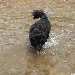 Diego Fording the Fremont River