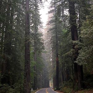 Avenue of the Giants