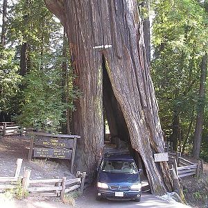 Shrine Drive-Thru Tree