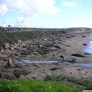 Elephant seals along Highway One