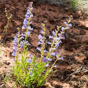 May Flowers--Colorado National Monument