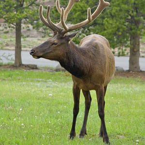 Glacier Basin Elk