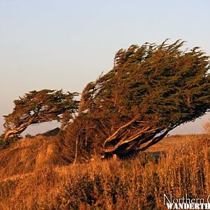 Wind Swept