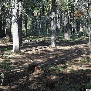 Primitive campsite at Dismal Swamp