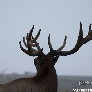 Roosevelt Elk on Usal Beach