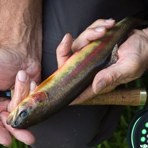 Golden Trout