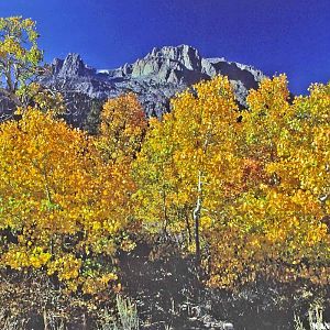 Fall near Mt Dana