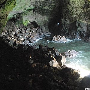 Inside the Sea Lion Caves