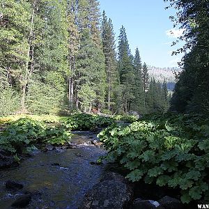 North Mokelumne River at Moore Creek Campground