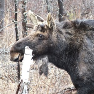 Algonquin Park Apr '11