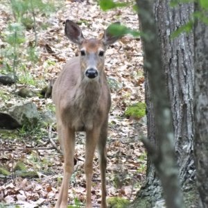 West Virginia May '11