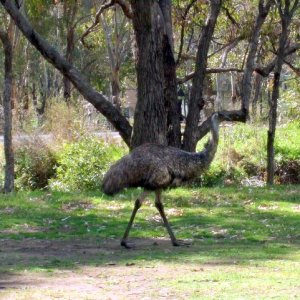 Emu_in_Camping_Area1