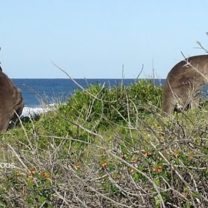 Kangaroos at the Beach.